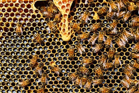 Hard Honey Unveiled: Hive₂O’s Masterful Fusion of Innovation and Flavor Excellence